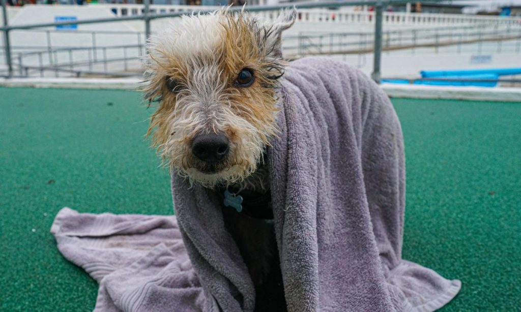 dog-day-at-jubilee-pool-in-penzance
