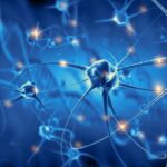 Descubre cuántas neuronas tenemos y otros datos interesantes sobre ellas
